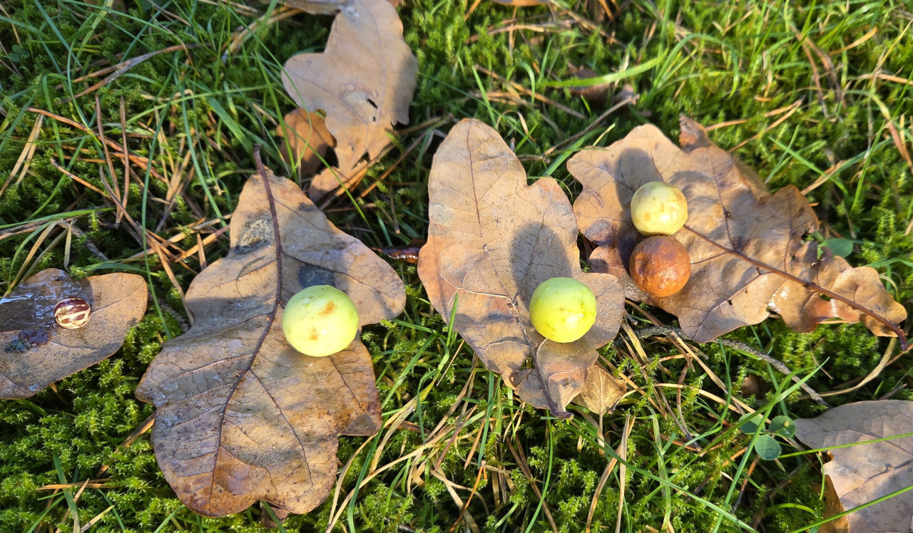 Cynips quercusfolii Cynips quercusfolii