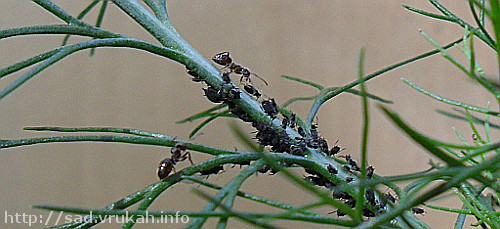 Чёрная тля и муравьи. Мирмекофилия.