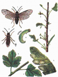 бледноногий-крыжовниковый-пилильщик (pristiphora pallipes) 1-Взрослое насекомое с расправленными крыльями; 2-со сложенными крыльями; 3-насекомое на повреждённом личинкой листе крыжовника; 4-яйца на листе крвжовника; 5-то же (увеличено); 6-личинка; 7-коконы и личинки на повреждённом побеге крыжовника